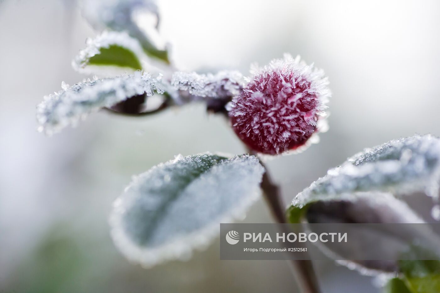 Регионы России. Карелия