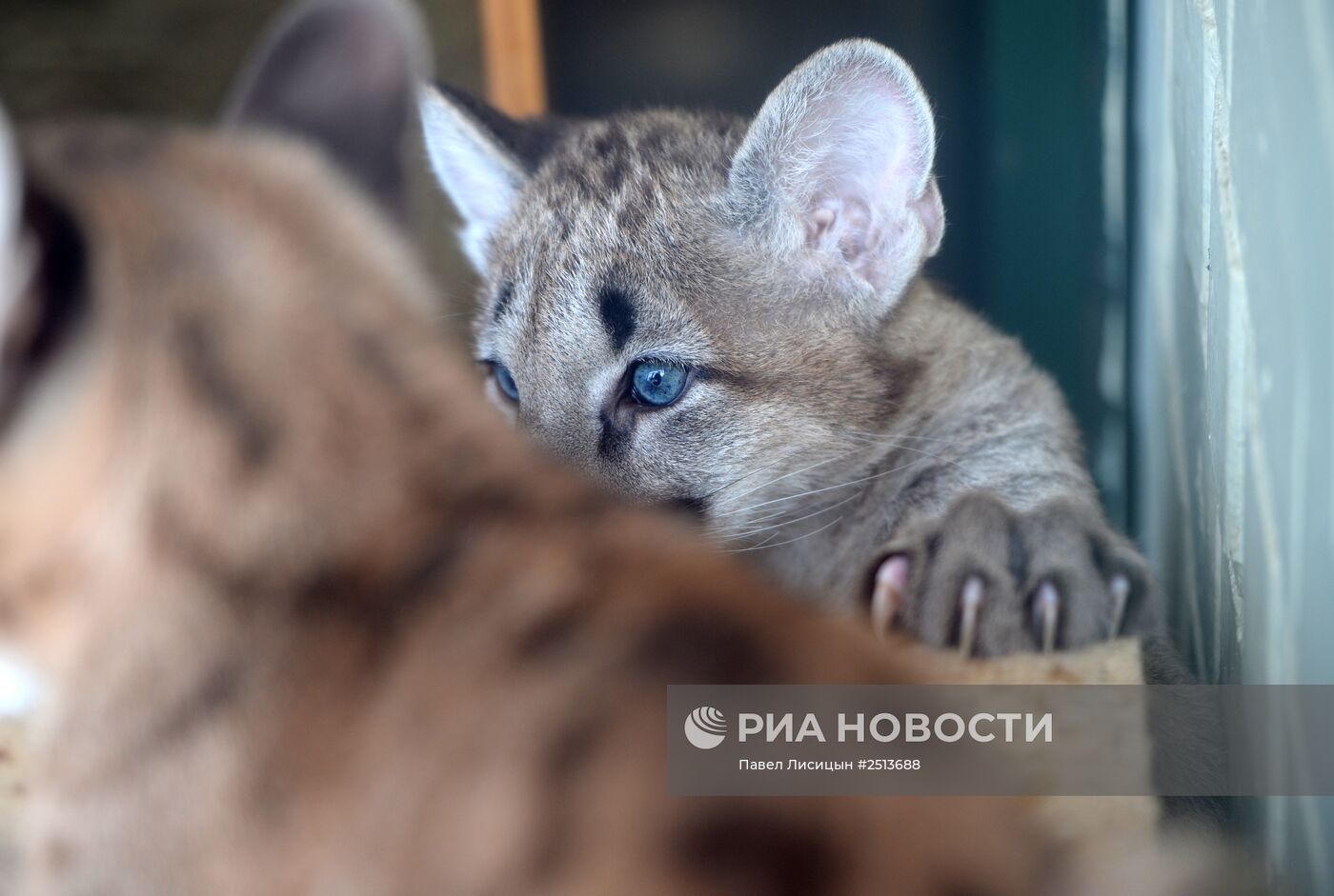 В зоопарке Екатеринбурга родились детеныши пумы