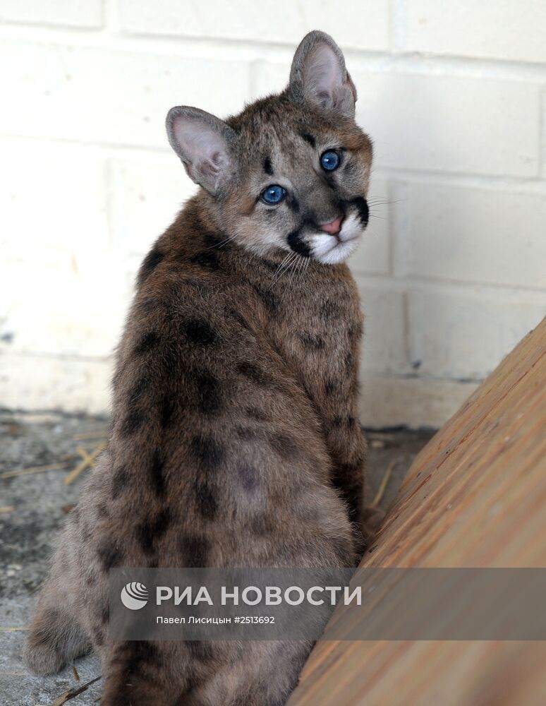 В зоопарке Екатеринбурга родились детеныши пумы