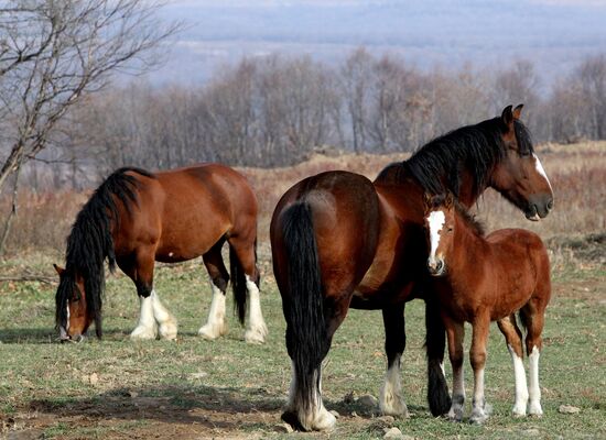 Новоникольский конный завод в Приморском крае