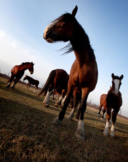 Новоникольский конный завод в Приморском крае