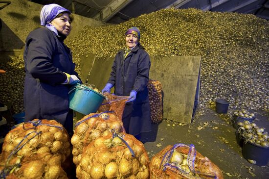 Хозяйство по производству и заготовке овощей в Омской области