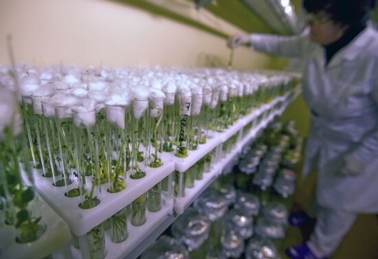 Хозяйство по производству и заготовке овощей в Омской области