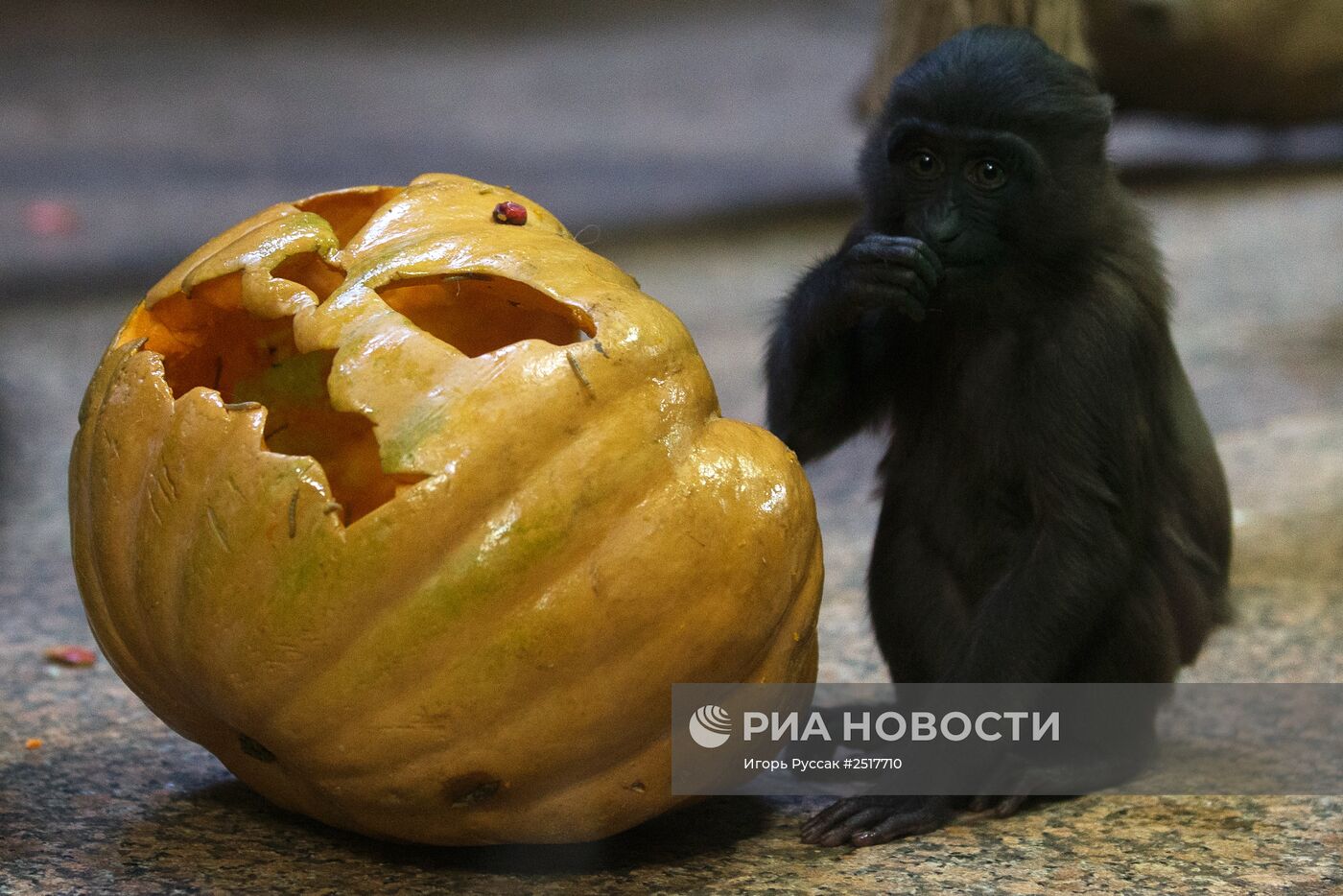 Хэллоуин в Ленинградском зоопарке