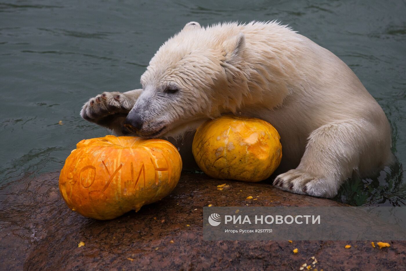 Хэллоуин в Ленинградском зоопарке