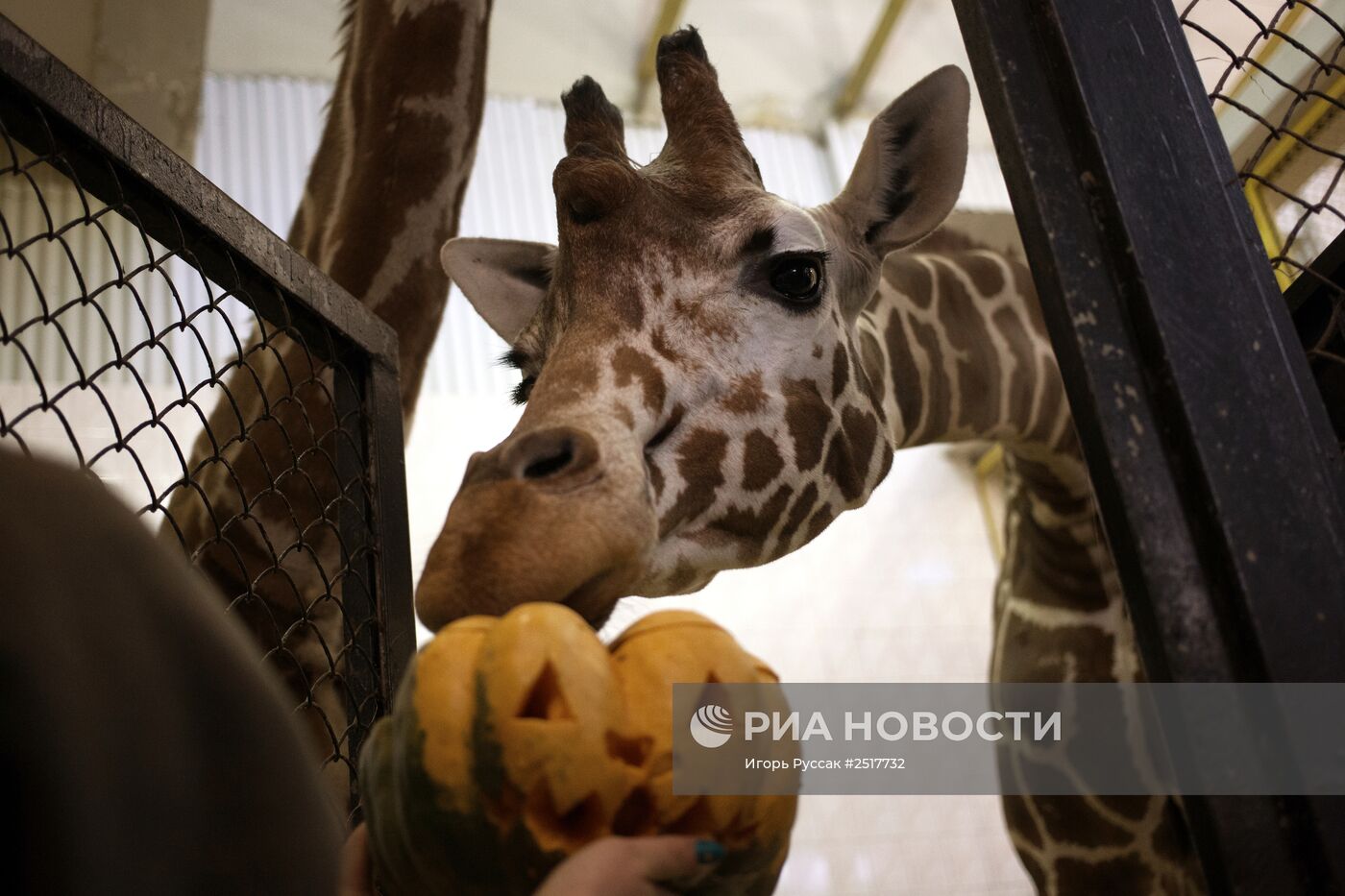 Хэллоуин в Ленинградском зоопарке