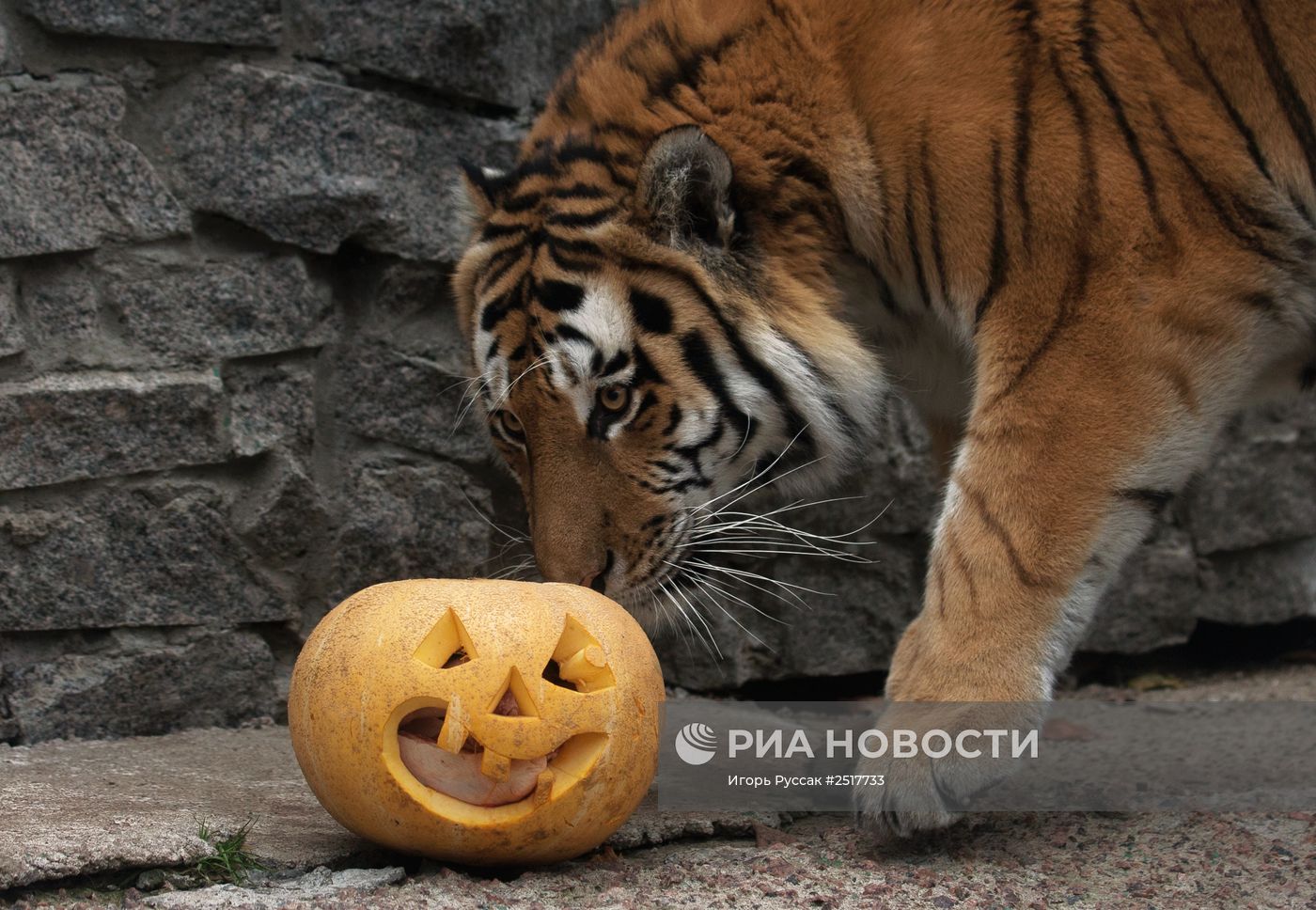 Хэллоуин в Ленинградском зоопарке