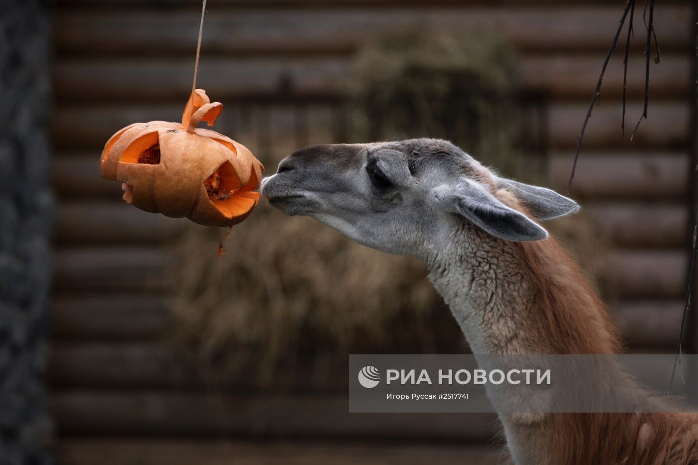 Хэллоуин в Ленинградском зоопарке