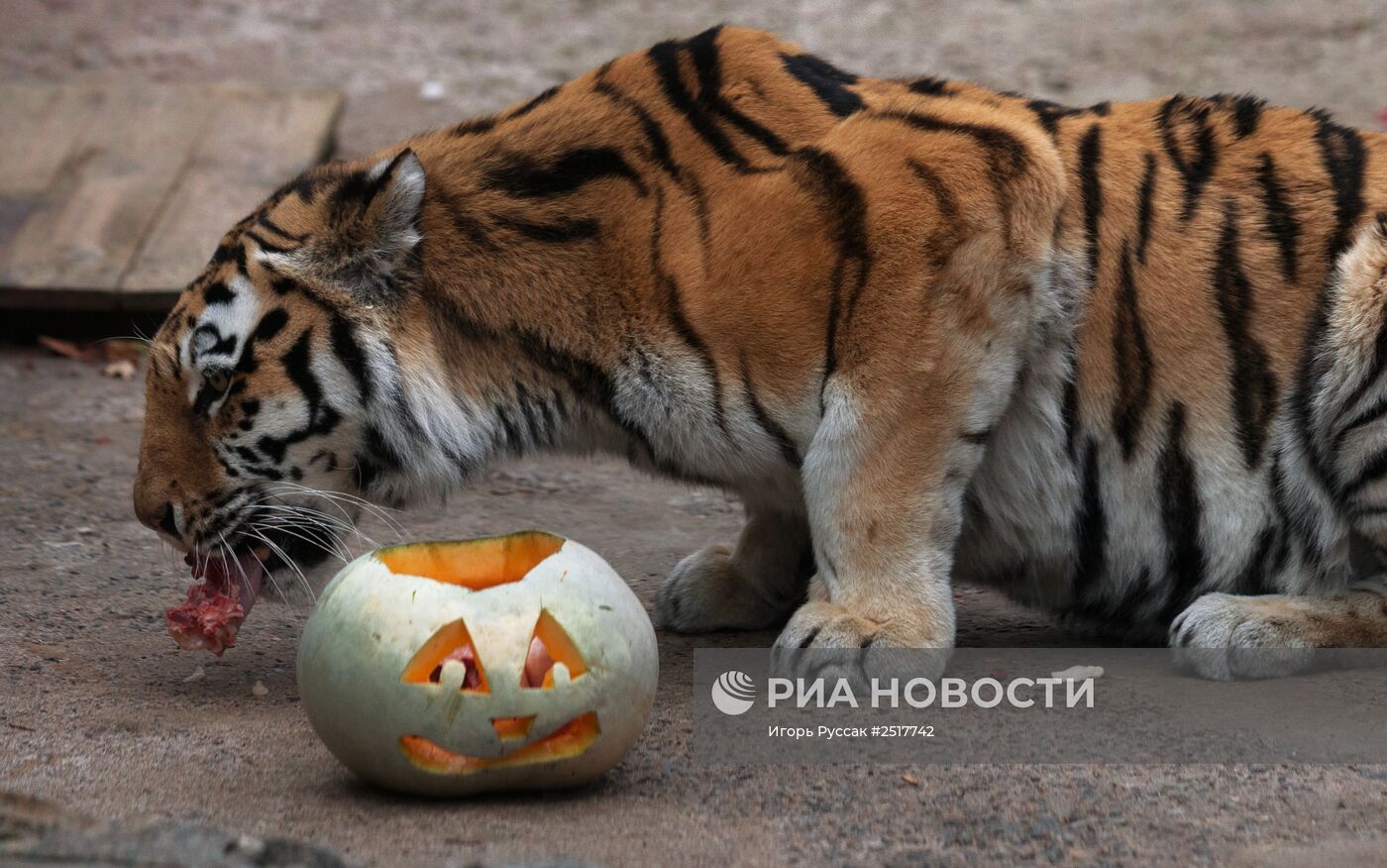 Хэллоуин в Ленинградском зоопарке