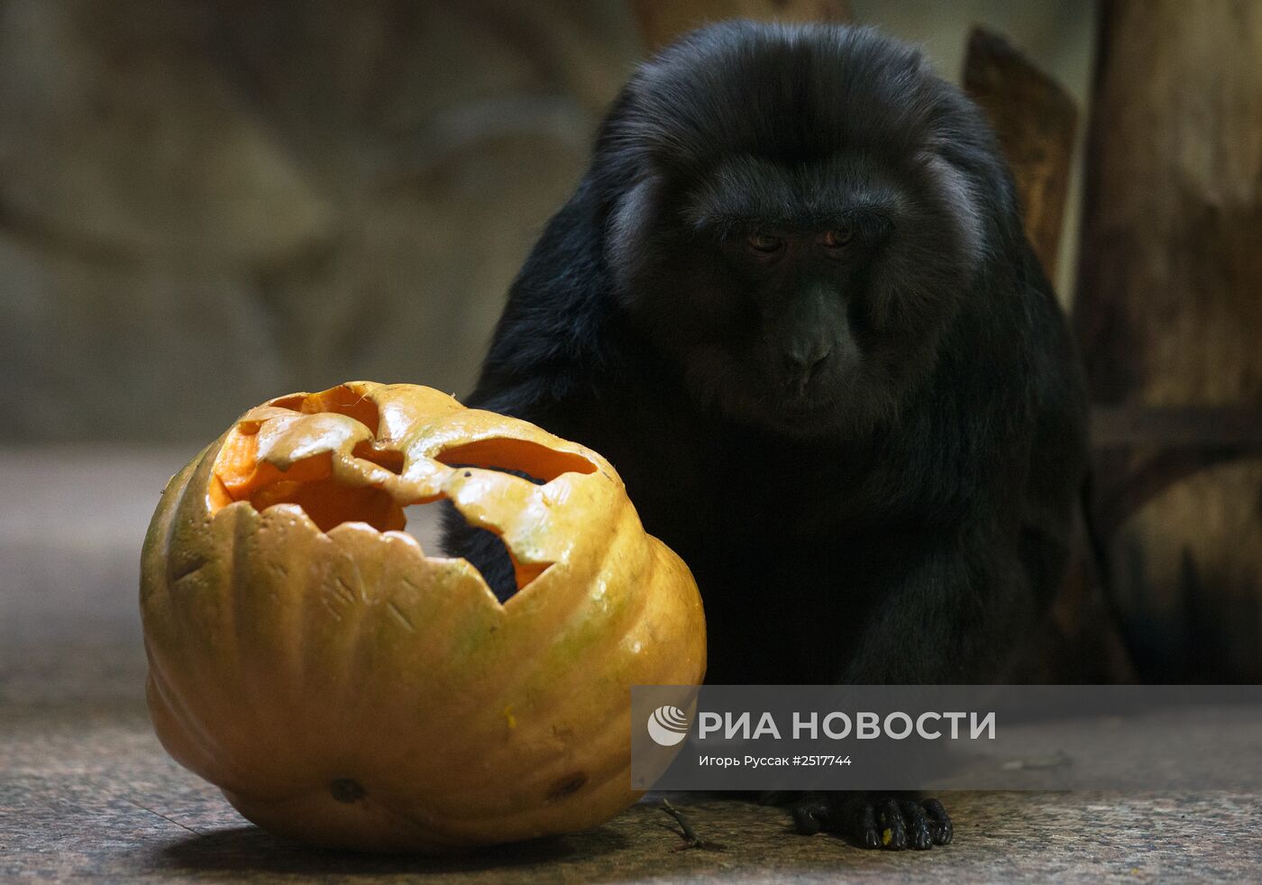 Хэллоуин в Ленинградском зоопарке