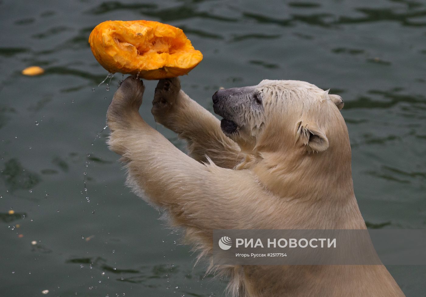 Хэллоуин в Ленинградском зоопарке