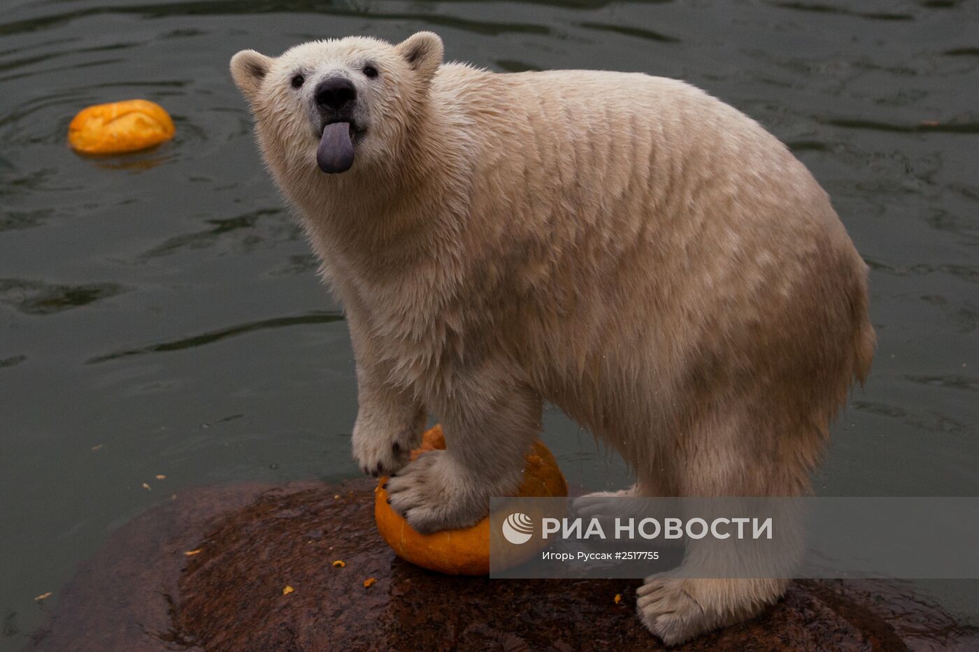 Хэллоуин в Ленинградском зоопарке