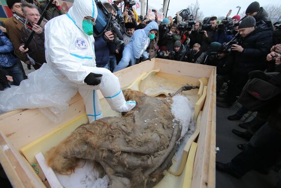 Знаменитый якутский мамонтенок доставлен в Центральный дом художника