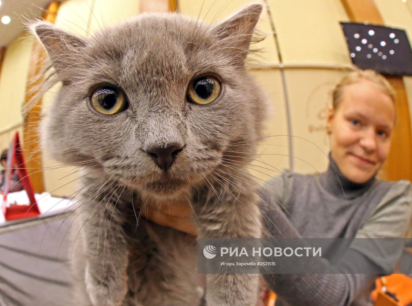 Международная выставка-ярмарка кошек в Калининграде