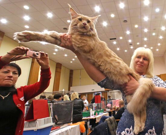 Международная выставка-ярмарка кошек в Калининграде