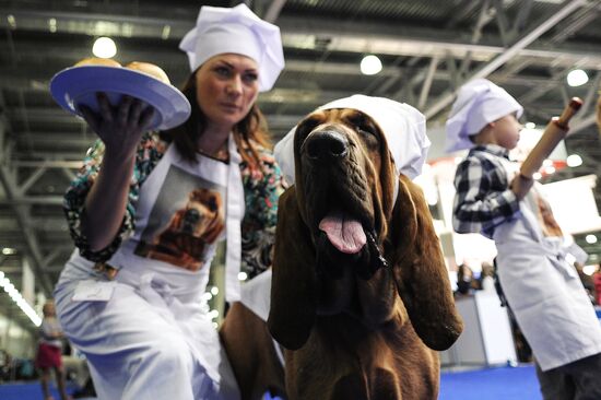 Выставка собак"Россия -2014"