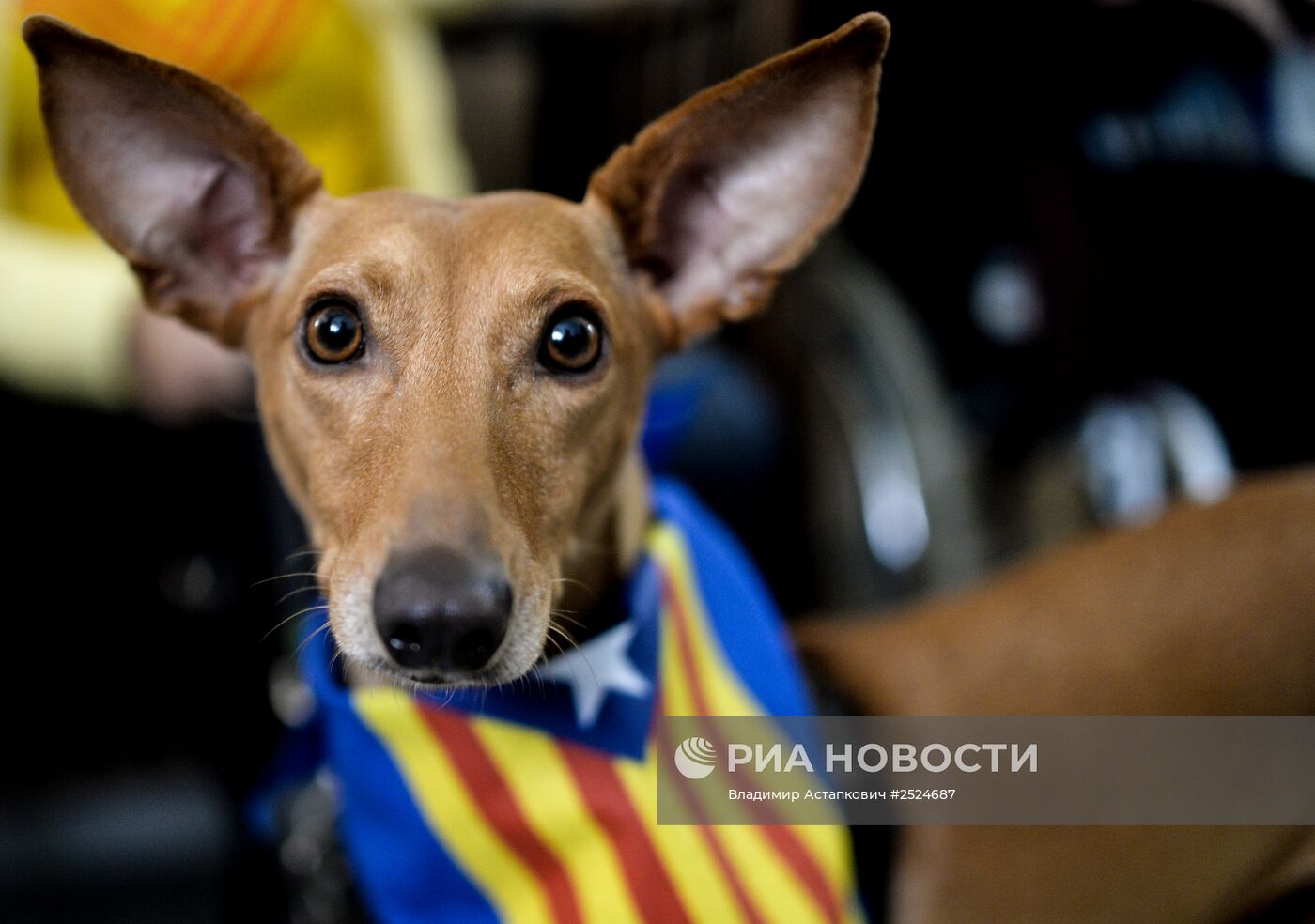 Опрос о независимости Каталонии