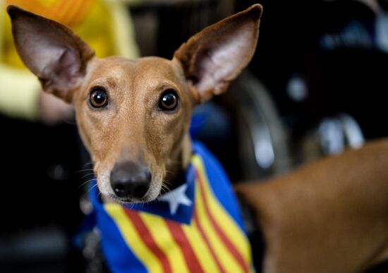 Опрос о независимости Каталонии