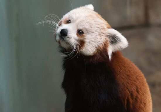 Самка красной панды появилась в Московском зоопарке