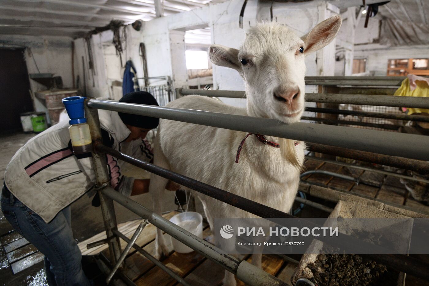 Производство сыров в Алтайском крае