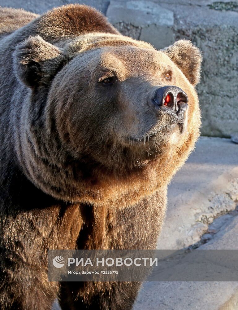 Медведи в Калининградском зоопарке