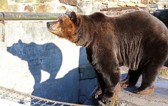 Медведи в Калининградском зоопарке