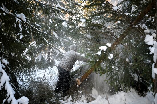Заготовка новогодних елок в Новосибирском лесничестве