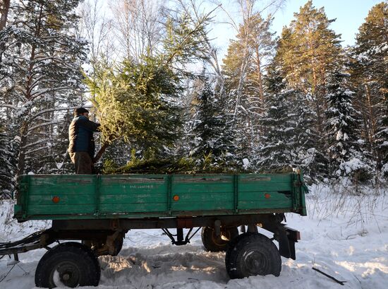 Заготовка новогодних елок в Новосибирском лесничестве
