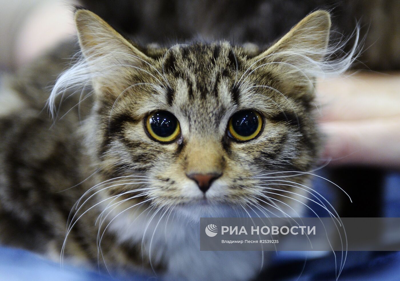 XIII Международная выставка кошек "Гран-при Royal Canin 2014"