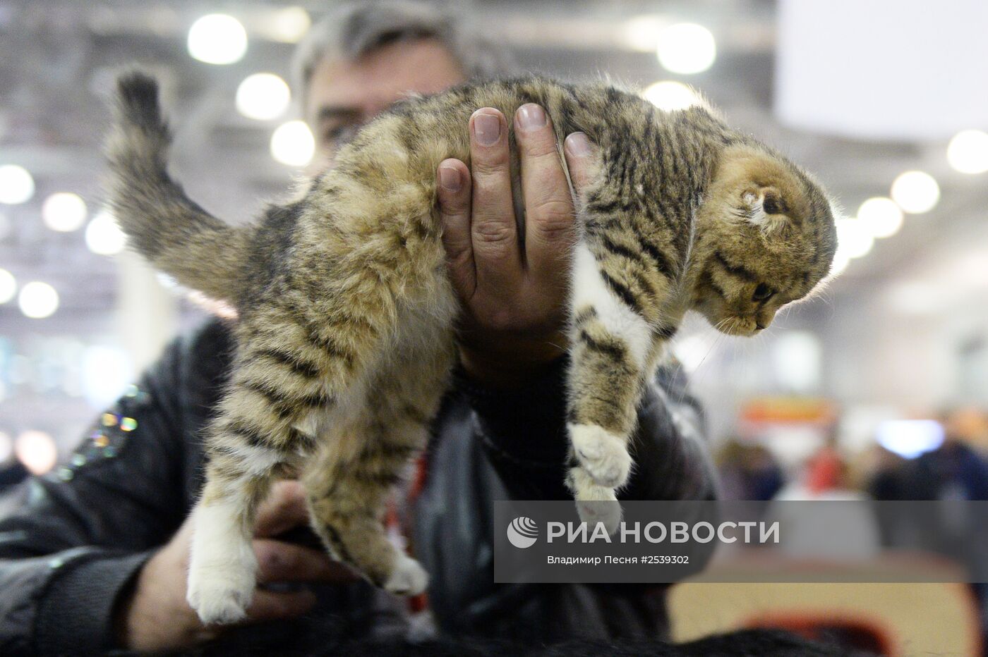 XIII Международная выставка кошек "Гран-при Royal Canin 2014"
