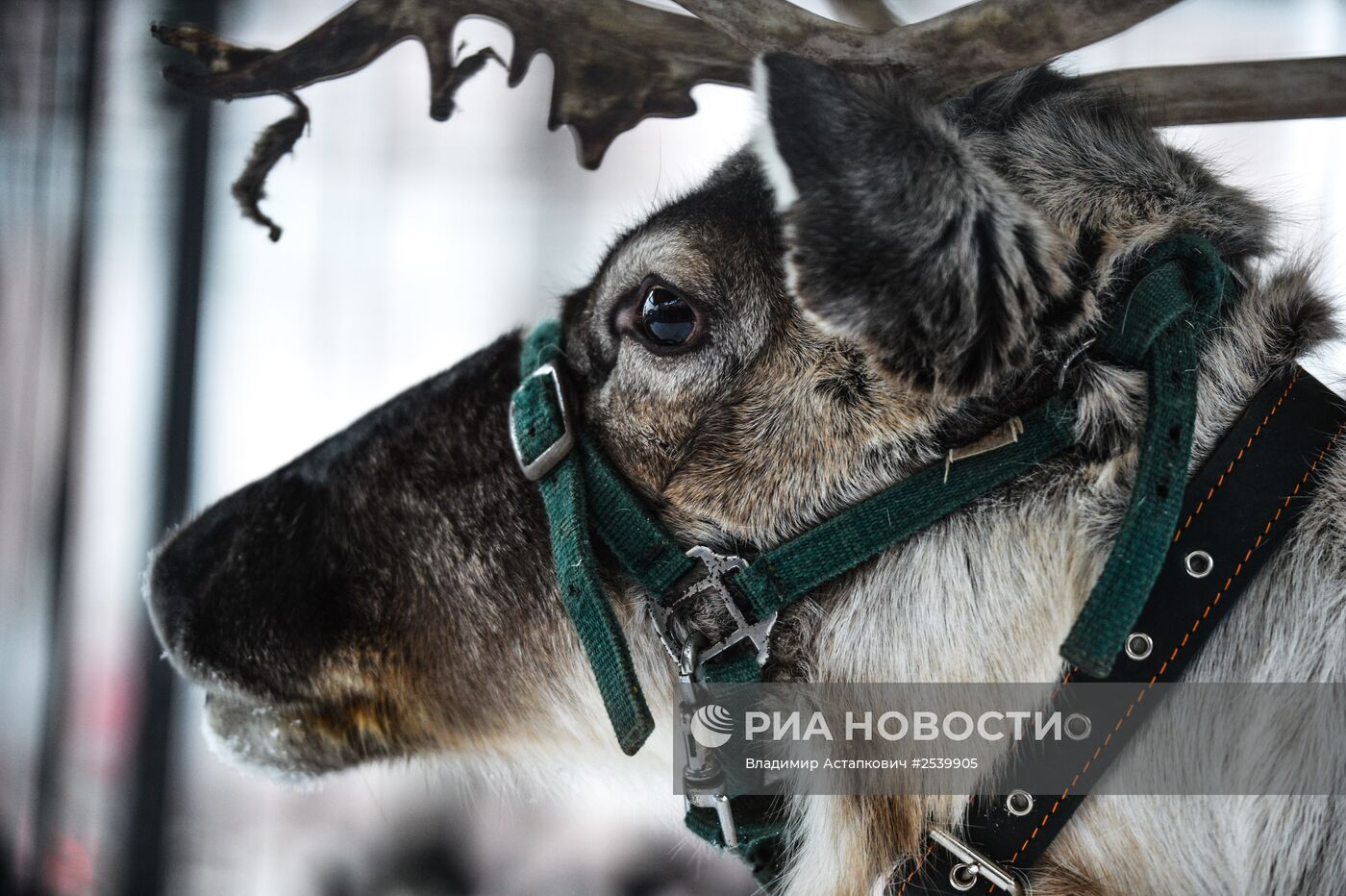 Северный олень прибыл на площадку фестиваля "Снежная королева" в центре Москвы