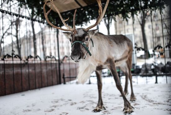 Северный олень прибыл на площадку фестиваля "Снежная королева" в центре Москвы