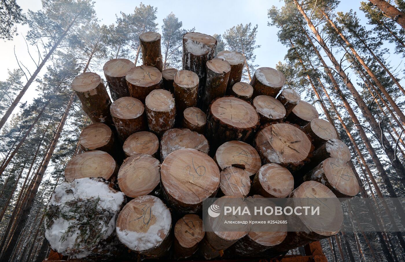 Заготовка леса на лесохозяйственном участке в Алтайском крае