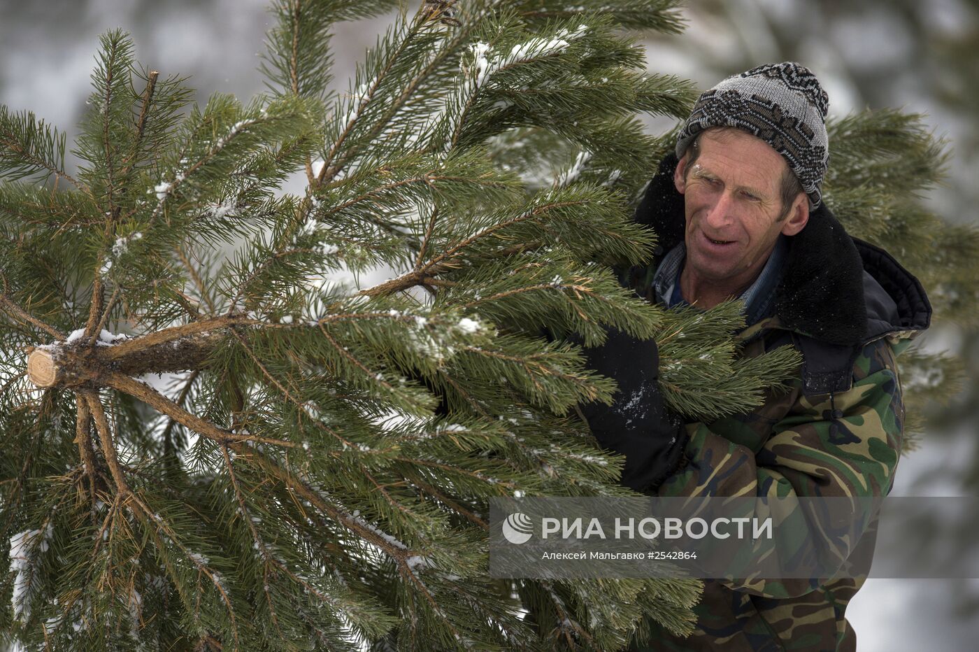 Заготовка новогодних елок в Омской области