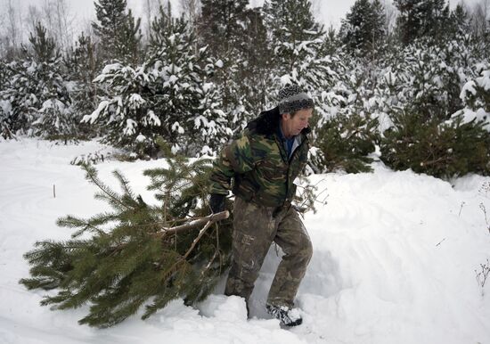 Заготовка новогодних елок в Омской области