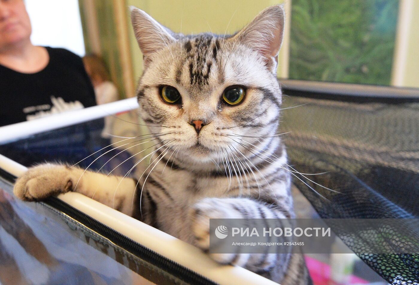 Выставка кошек в Челябинске