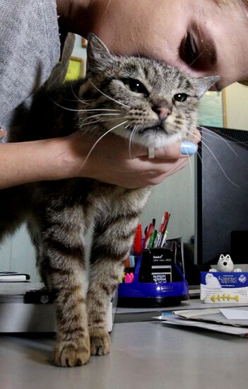 Кошка Матроска посетила зоосалон "Кошачье царство"