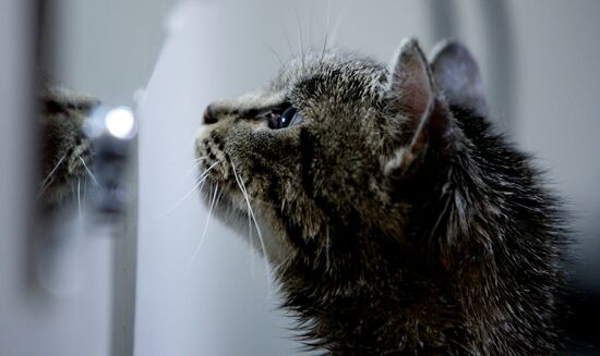 Кошка Матроска посетила зоосалон "Кошачье царство"