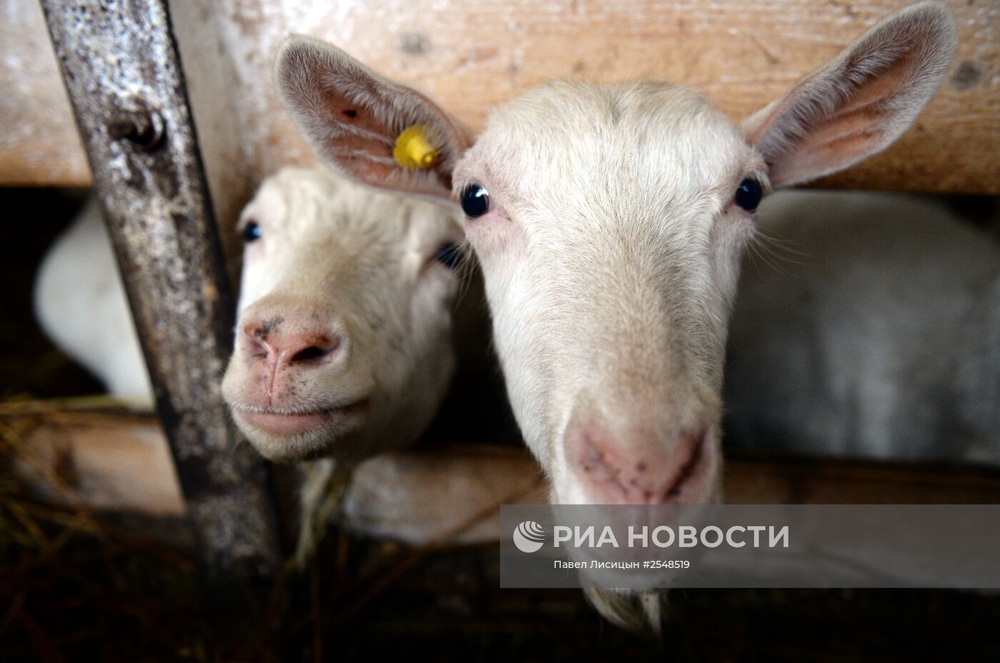 Научно-производственный комплекс "Ачитский" в Свердловской области