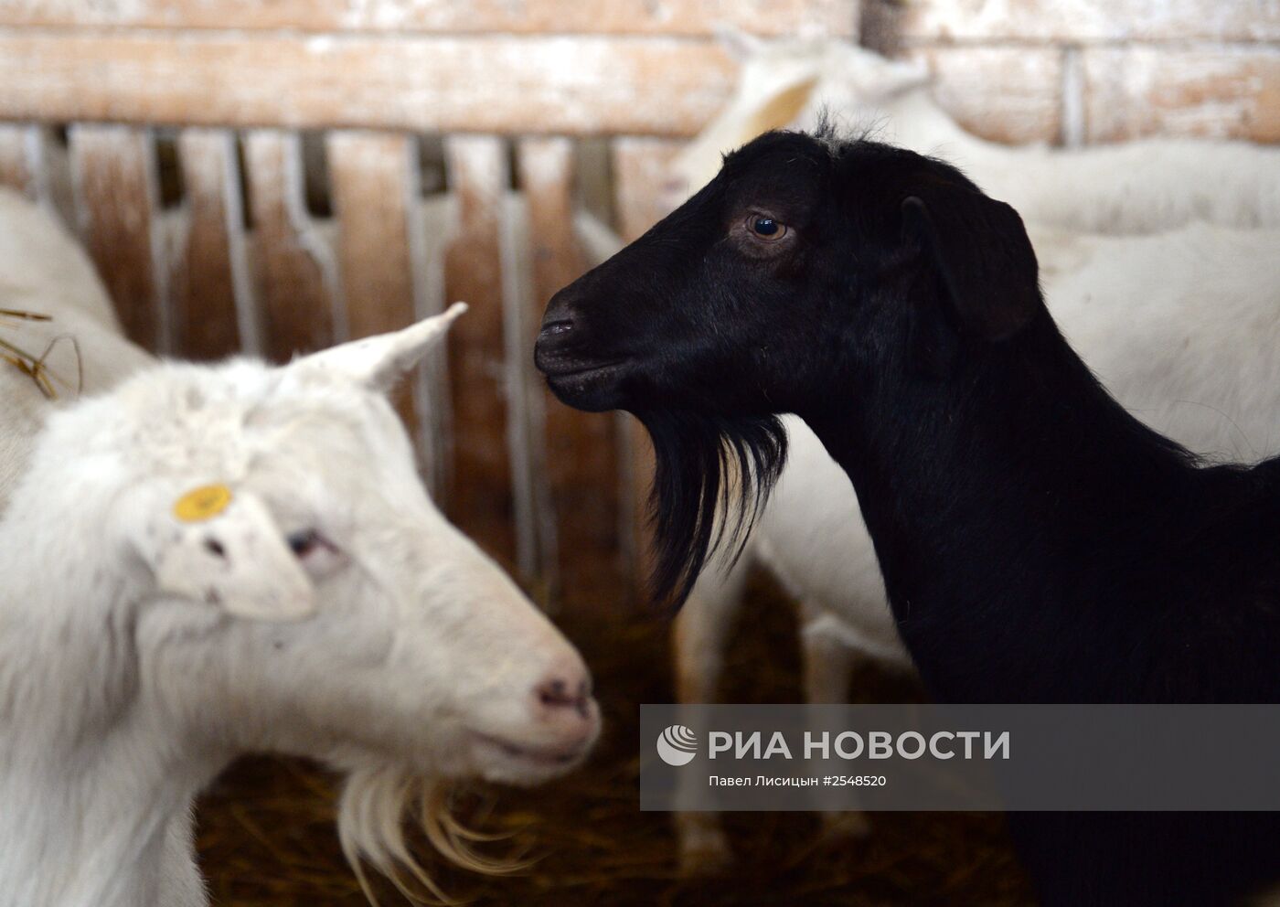 Научно-производственный комплекс "Ачитский" в Свердловской области