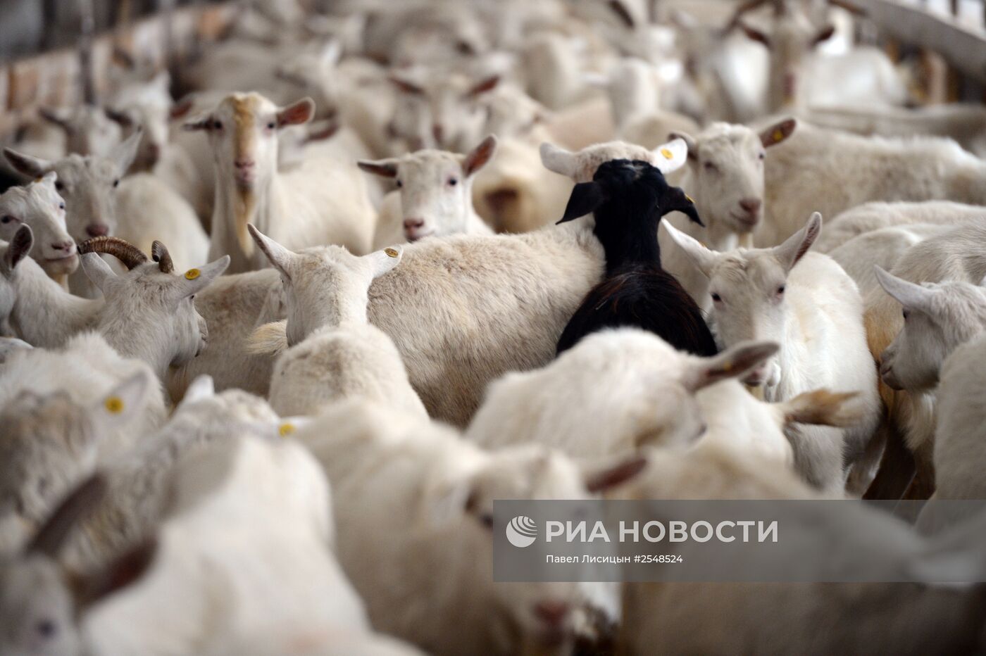 Научно-производственный комплекс "Ачитский" в Свердловской области