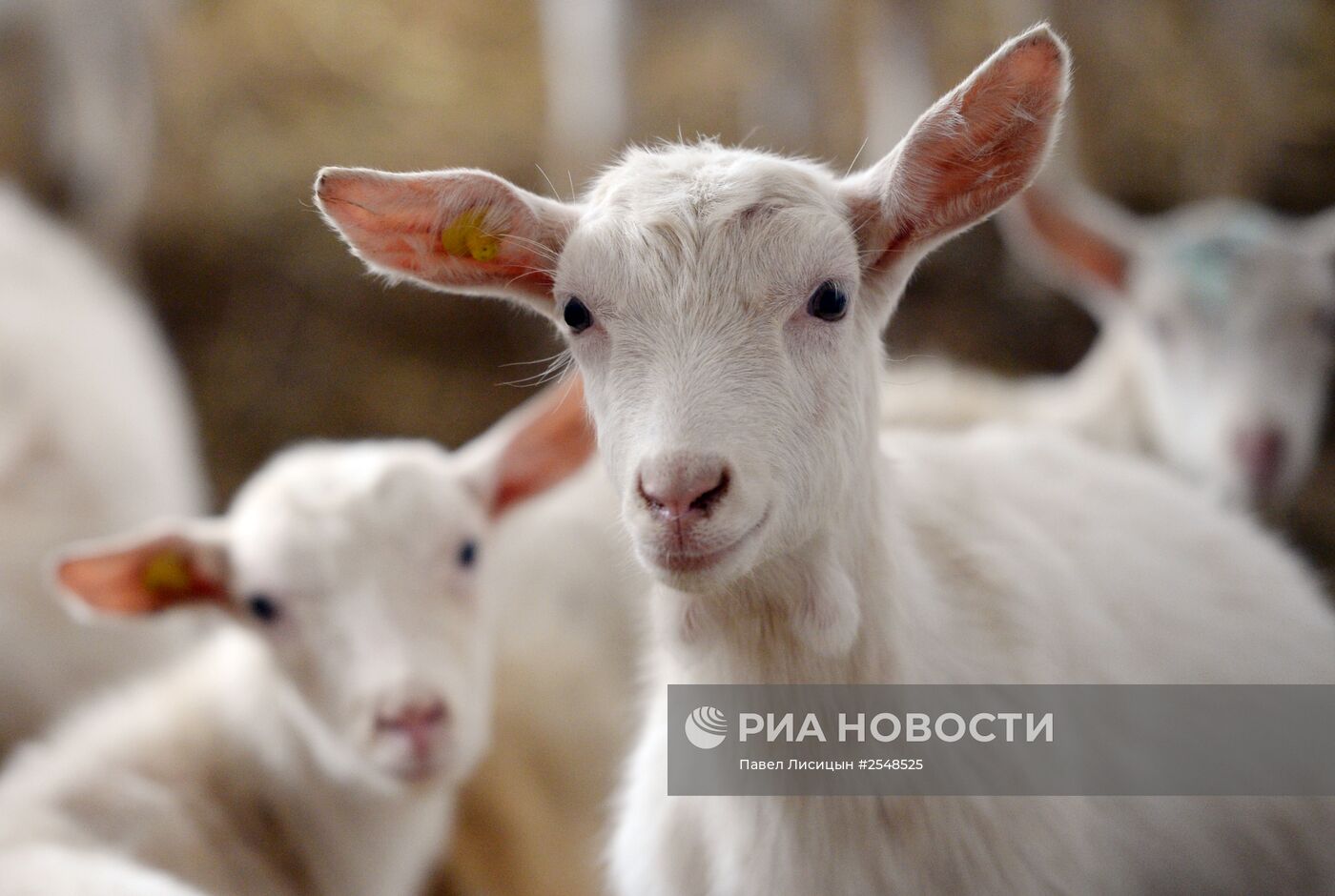 Научно-производственный комплекс "Ачитский" в Свердловской области