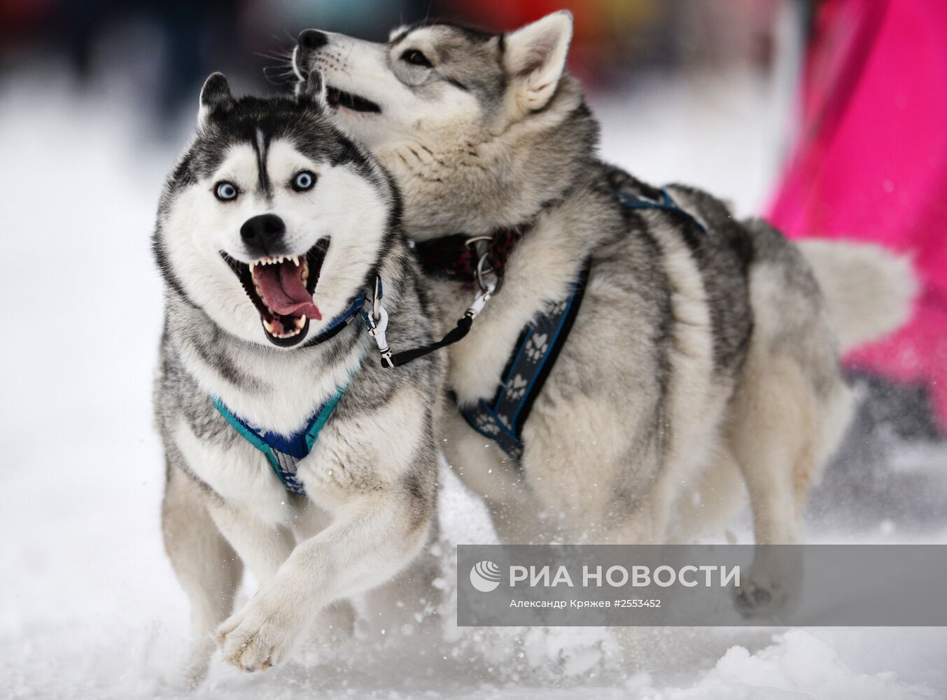 Гонки на собачьих упряжках "Рождественский заезд - 2015"