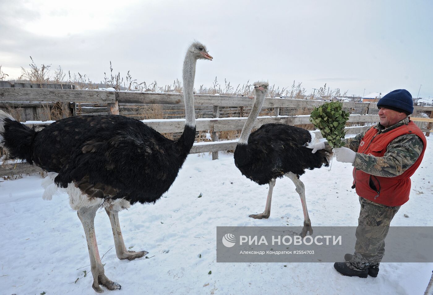 Страусиная ферма в Челябинской области