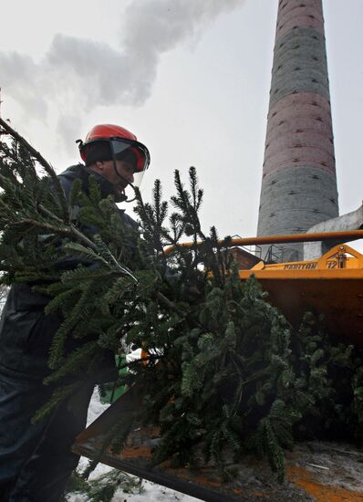 Утилизация новогодних елок во Владивостоке