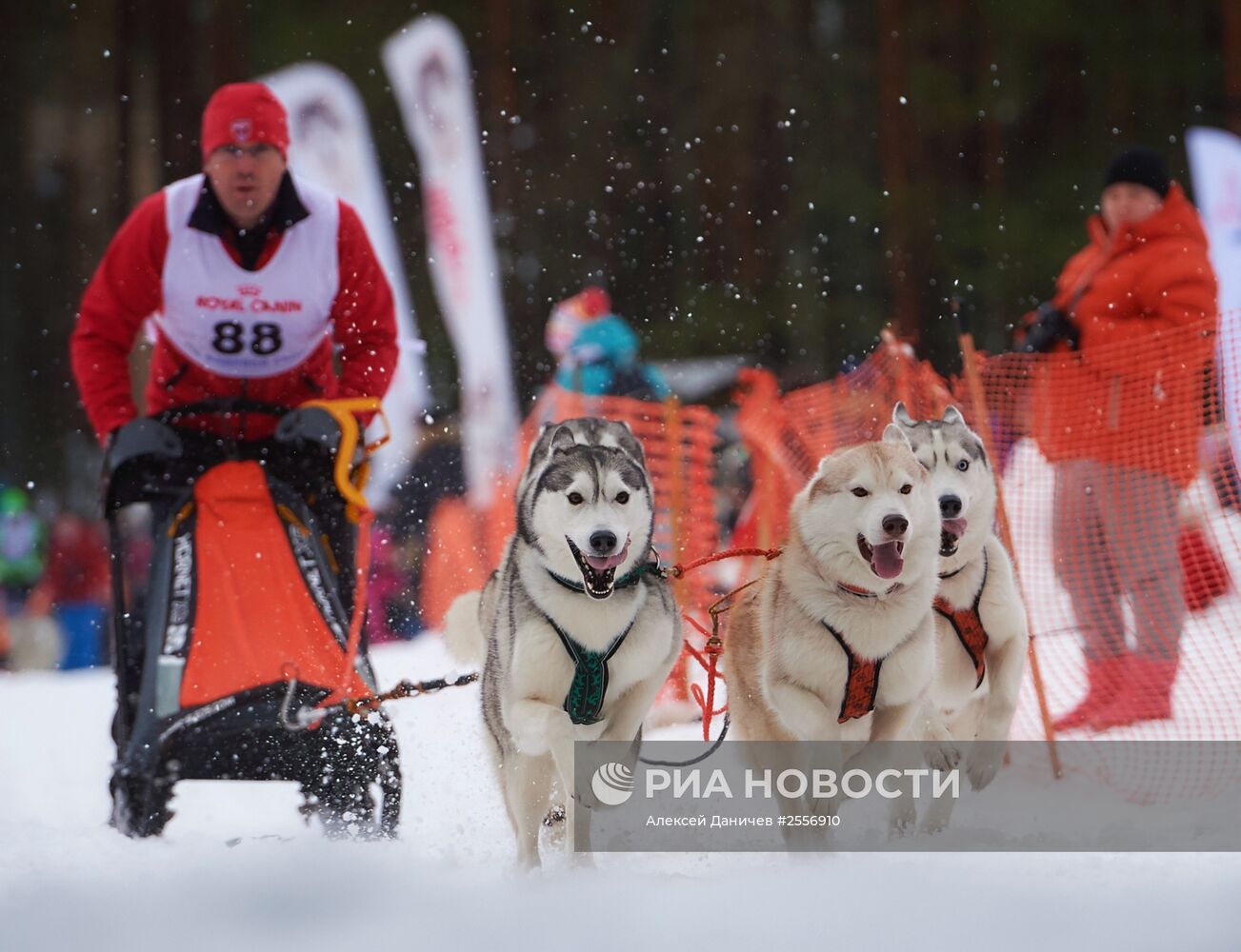 Отборочный этап чемпионата России по заезду на собаках в Лемболово