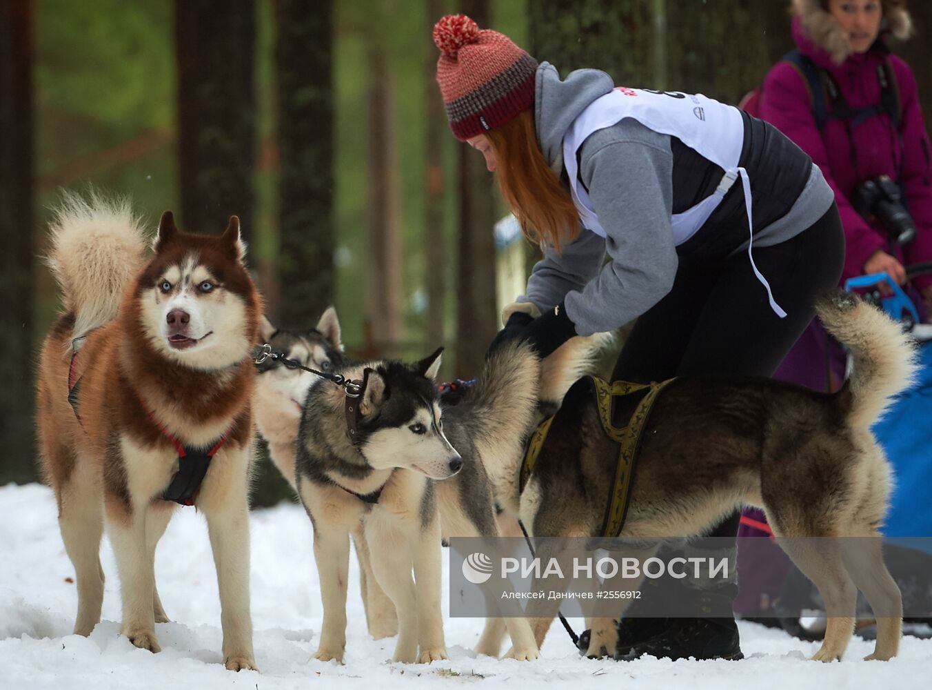 Отборочный этап чемпионата России по заезду на собаках в Лемболово