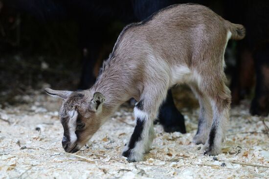 В казанском зоопарке родились пять камерунских козлят