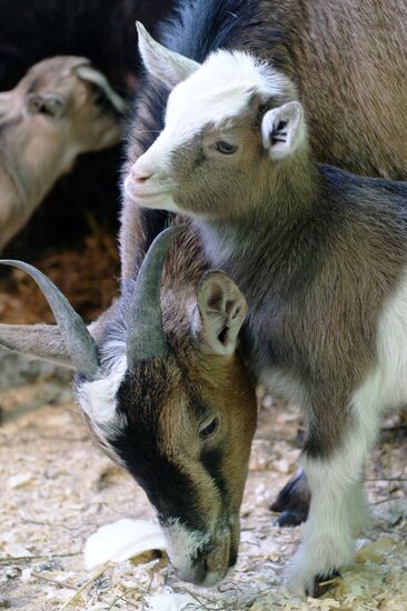 В казанском зоопарке родились пять камерунских козлят