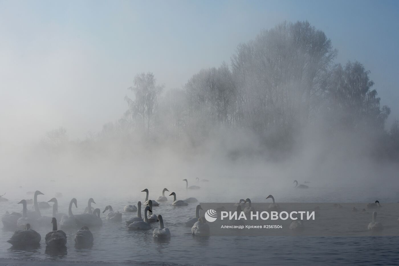 Природный комплексный заказник "Лебединый" в Бийске